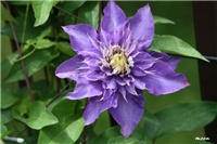 71c5677f-IMG_7108 klematis.jpg